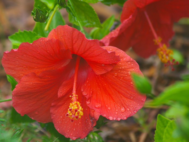 After a Rainshower