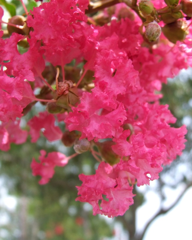 Pretty in Pink