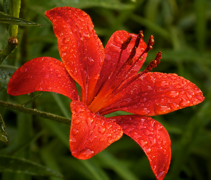 Sprinkle Lily