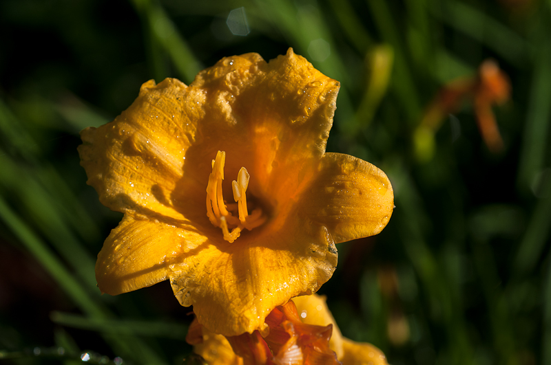 Flowers for Sherpet