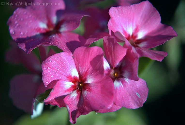 Pink flowers for Sherpet