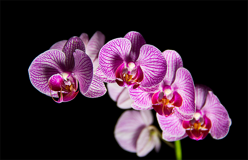 ORCHID FOR SHEZ