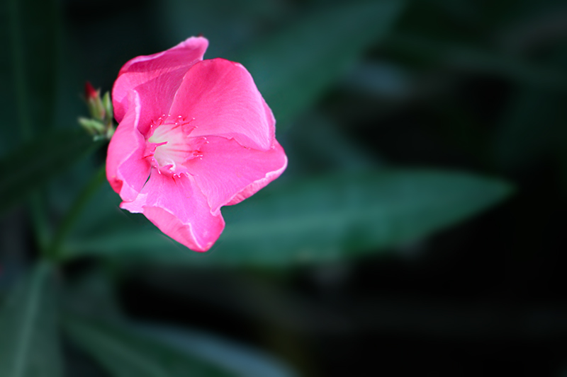 Softly