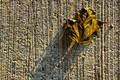 Sidewalk Leaf