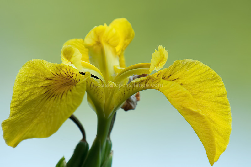 Roadside flower