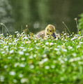 Relaxing In The Daisies