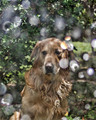 A Dog in the Rain 