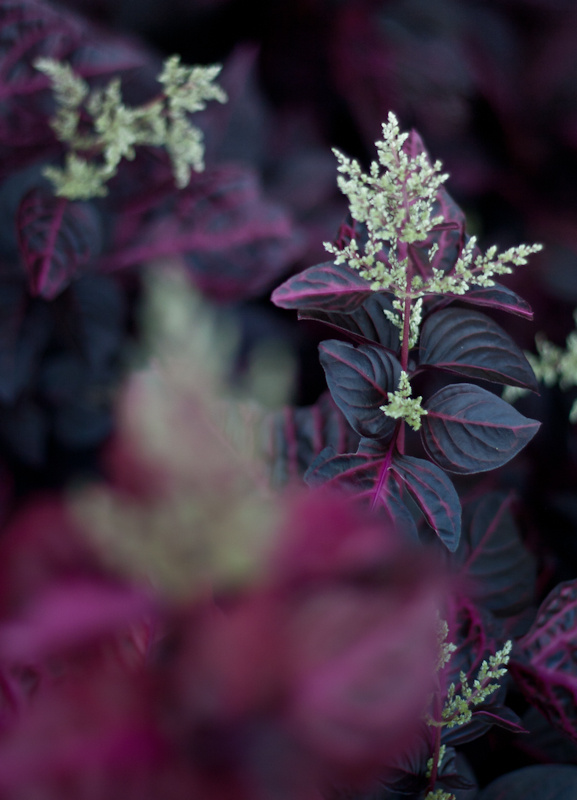 Purple Bokeh