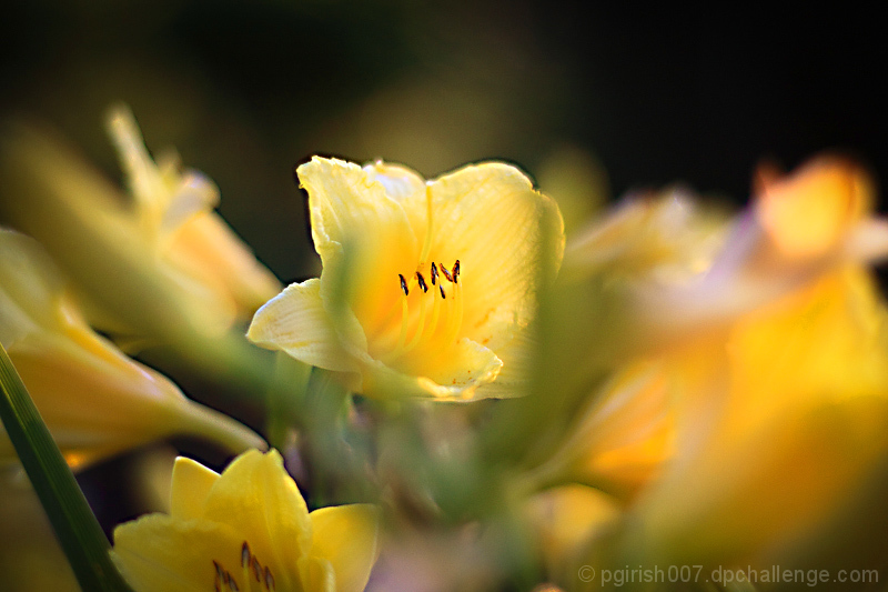 flower behind stem