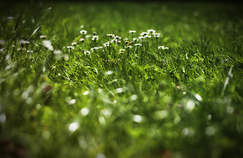 Daisy Meadow