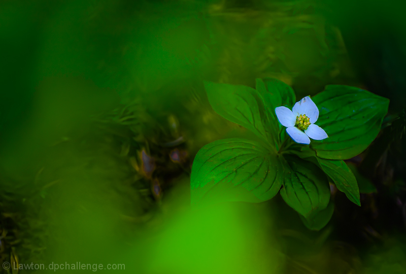 Forest Dogwood