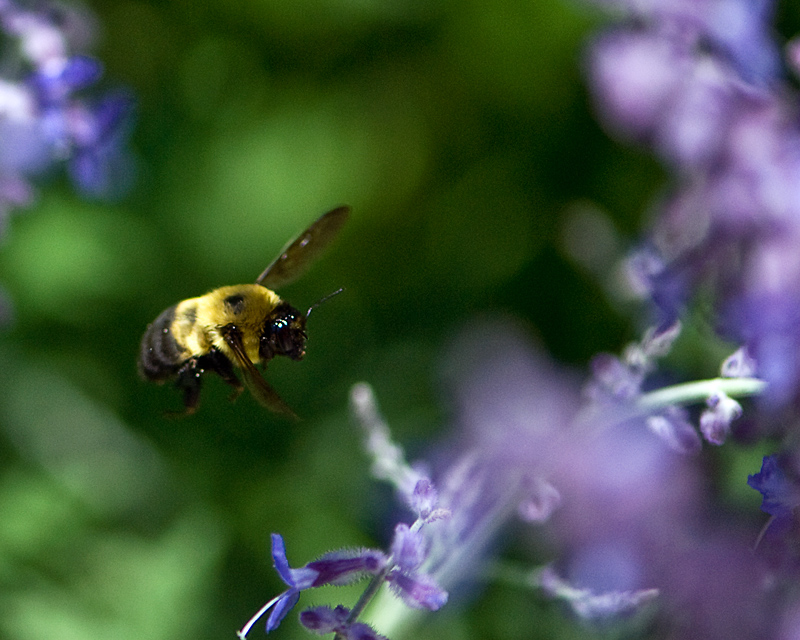 Bumble to Salvia