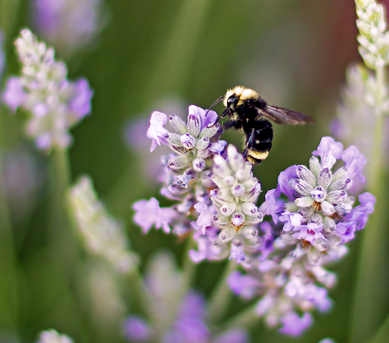 Busy Bee
