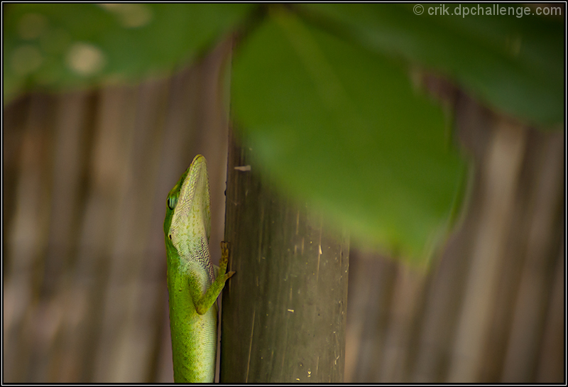 The Foliage Inspector