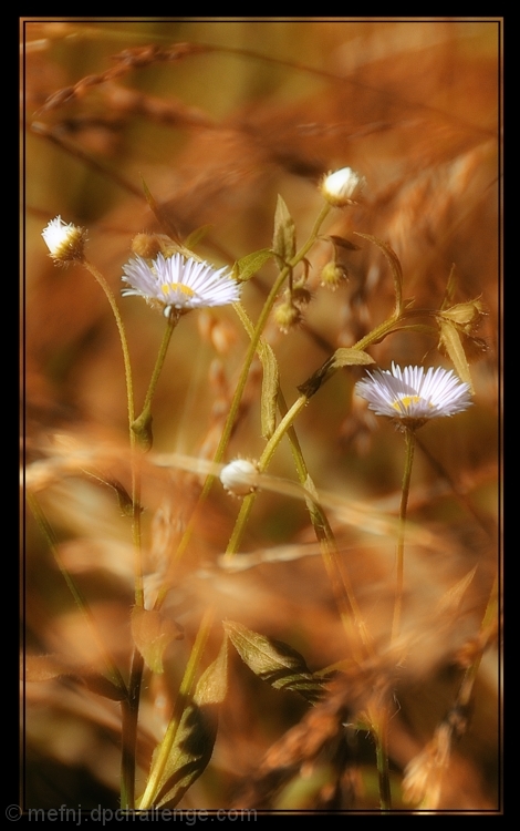 In The Weeds