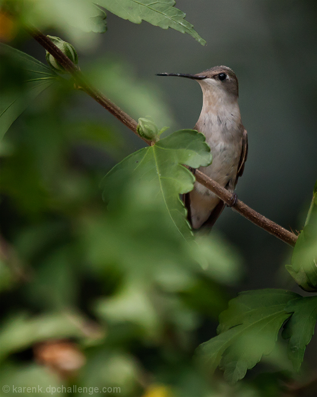 Little Hummer