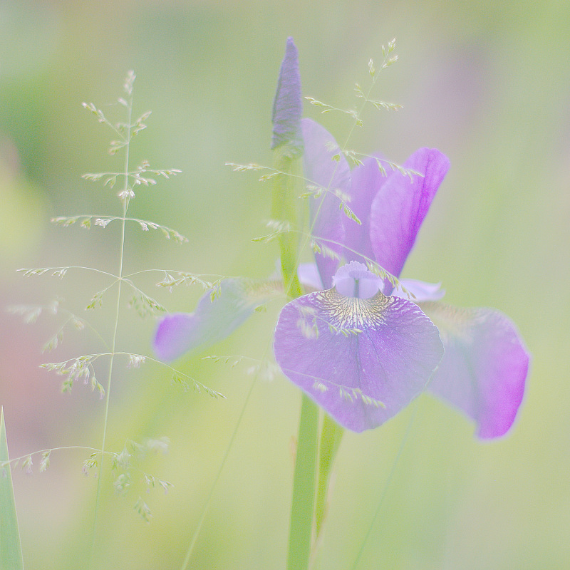 tall grass