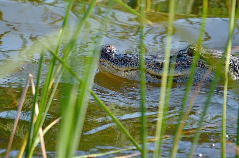 Ambush With a Smile