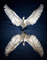 Icarus