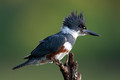 Belted Kingfisher