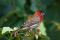 Purple Finch
