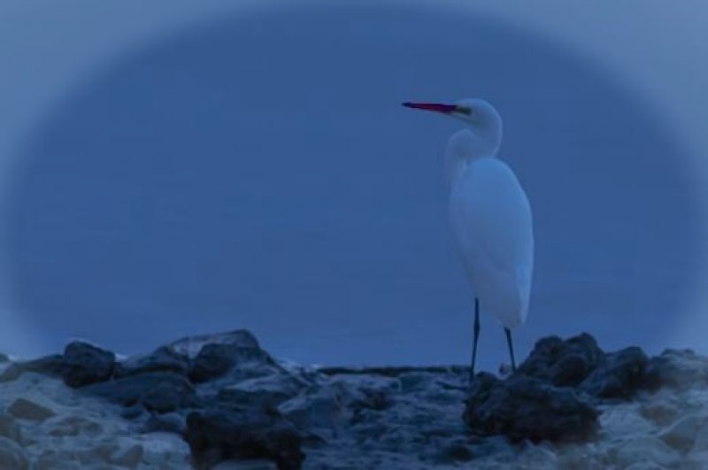 In A Soft Moonlight