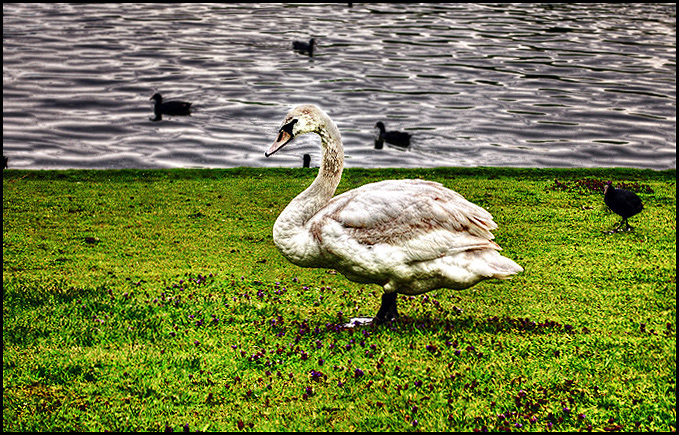 King of the pond