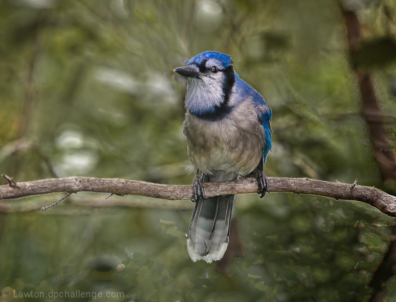 Curious BlueJay  with cataracts