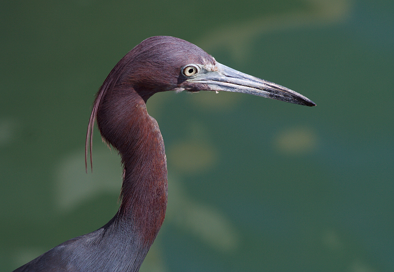 Little Blue Heron