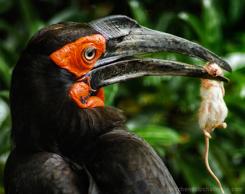 Some Days You're the Ground Hornbill, Some Days You're the Mouse!