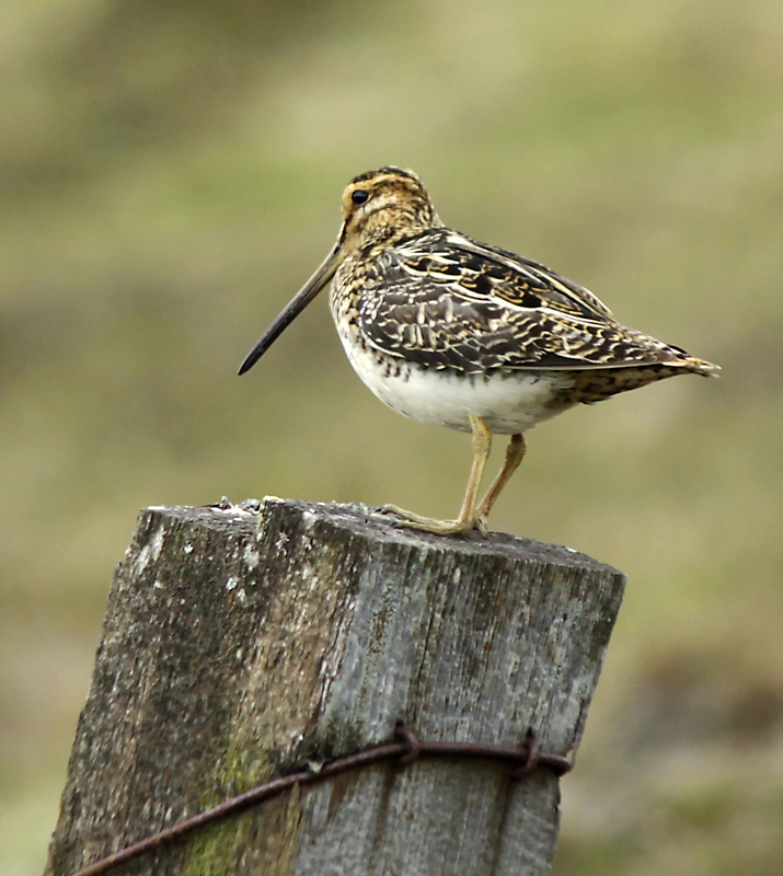 Common snipe.