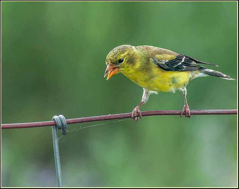 Finch on a Fence