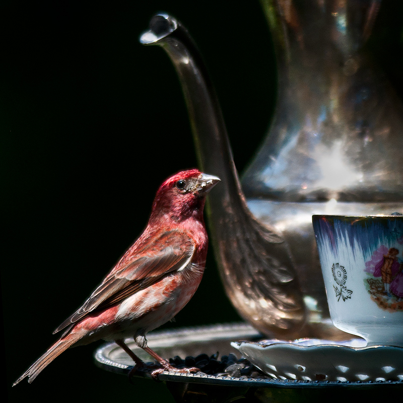 Join me for tea?