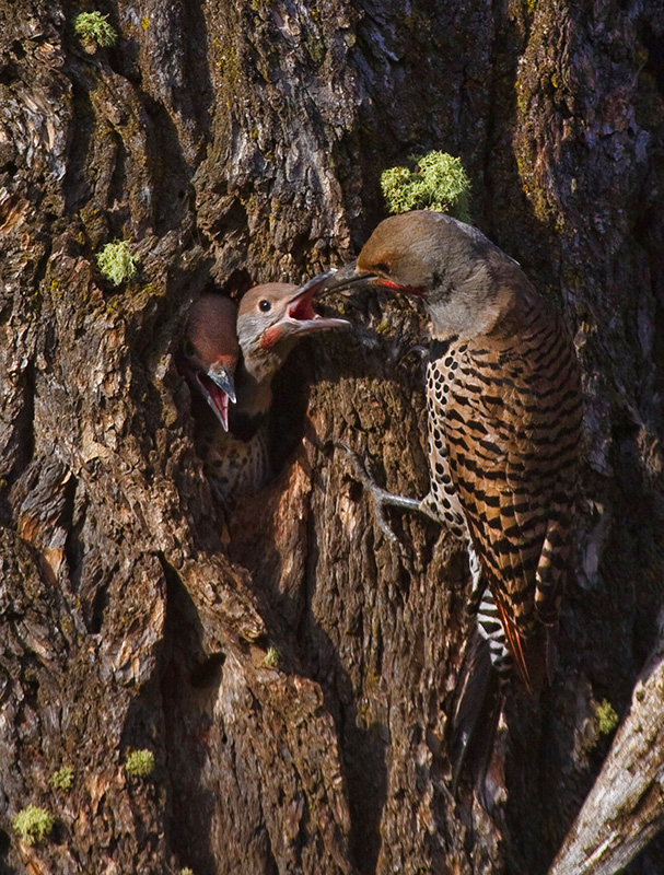 Flicker Family Feeding