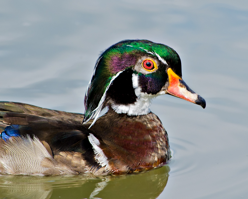 Wood Duck