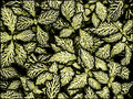Abstract Nature