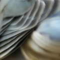 Avian Dreams