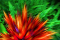 Fire among the ferns