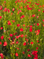 Poppy Field