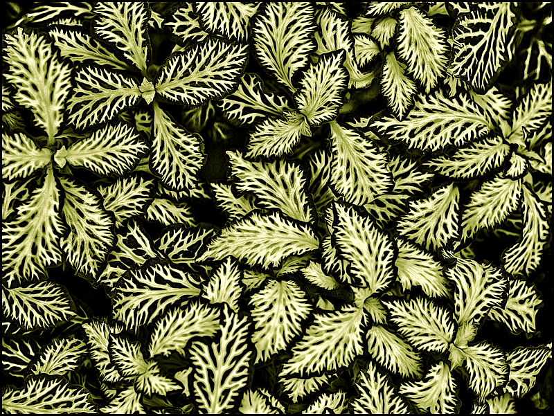 Abstract Nature
