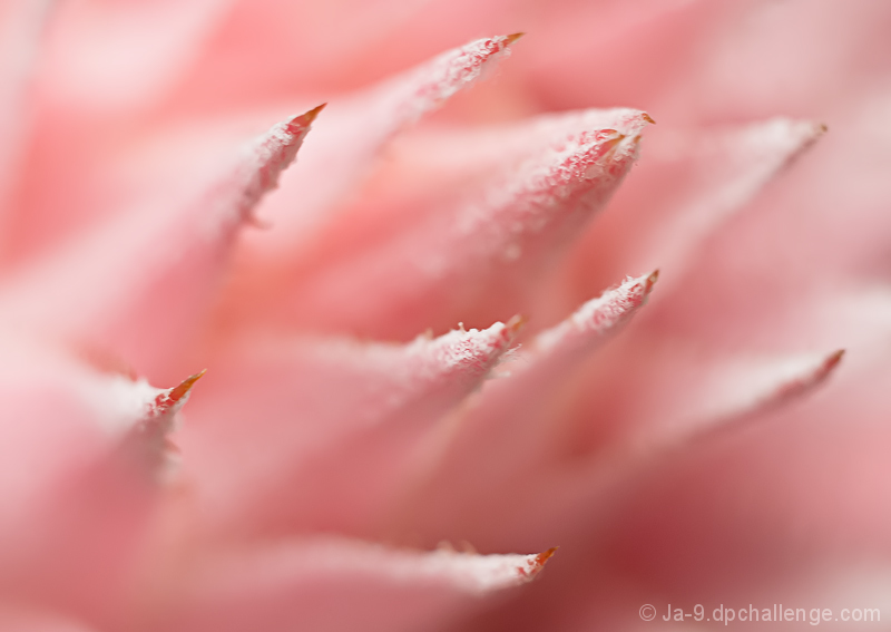 Pink Quills