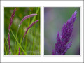 Hues of Purple