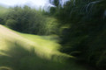 The edge of the forest
