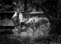 And finally tonight ... Newest members of local herd make their public debut