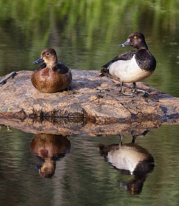 Courtship of the Ring-necked Ducks