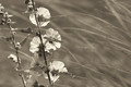 Sing with the Wind