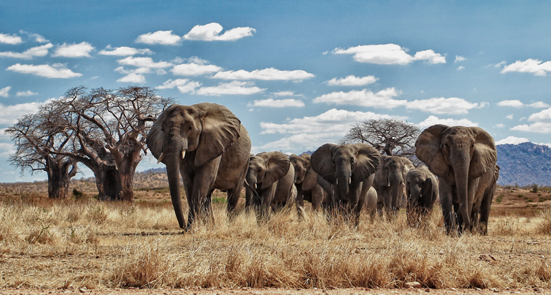 Walking Giants