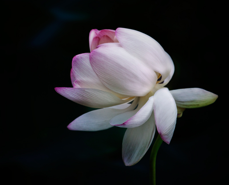 lotus