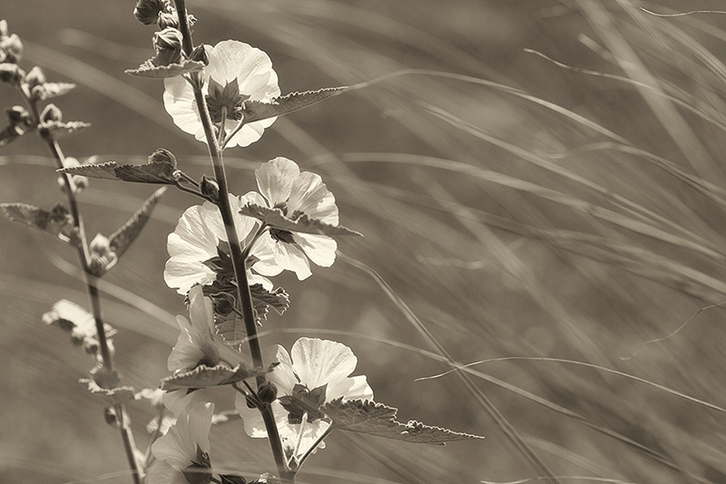Sing with the Wind