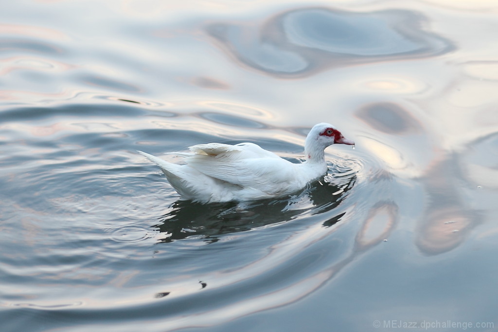 Evening Goose